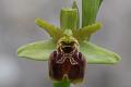 ophrys sphegodes